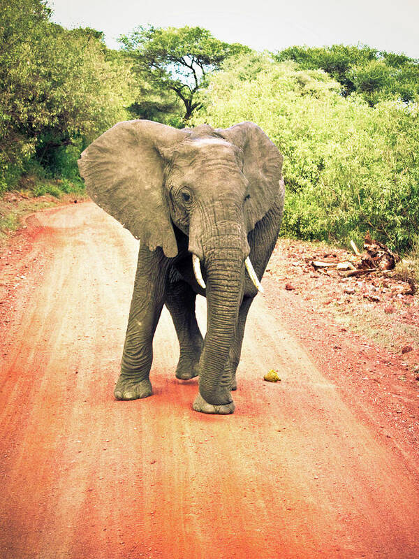 Tanzania Art Print featuring the photograph Serengeti Elephants by Lindsay Miles-pickup