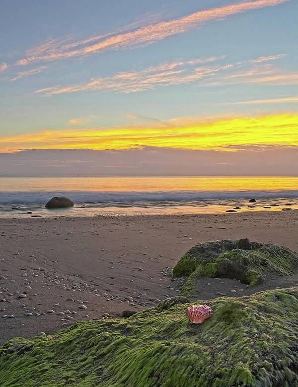 Sunrise Art Print featuring the photograph Shells On The Beach 2 by Steve DaPonte