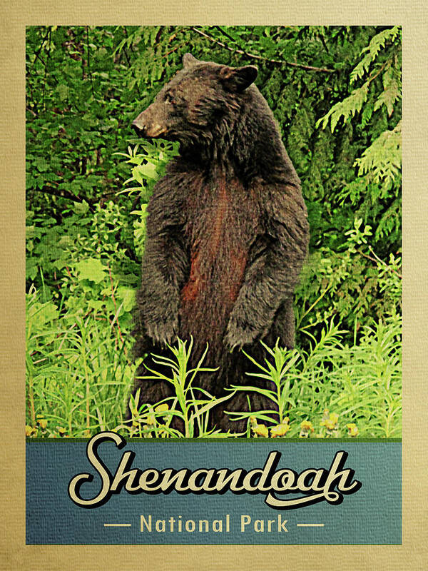 Shenandoah National Park Art Print featuring the digital art Shenandoah National Park Vintage Bear by Flo Karp