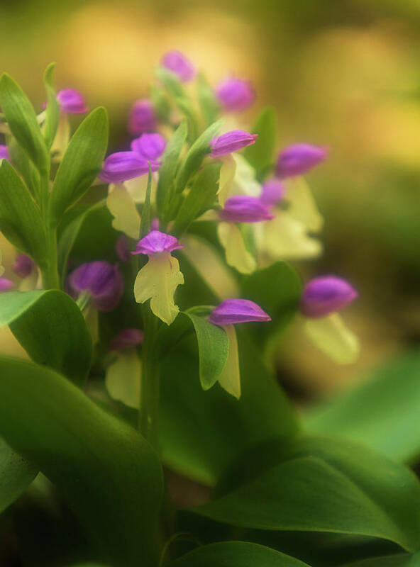 Purple Art Print featuring the photograph Showy Orchis, Orchis Spectabilis by Jerry Whaley