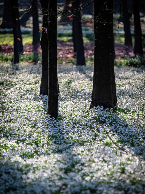 Spring Art Print featuring the photograph Snowdrop Carpet by Framing Places