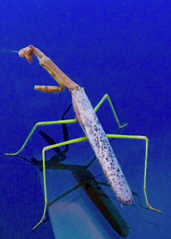 Praying Mantis Art Print featuring the photograph Strange Encounter by Debra Grace Addison