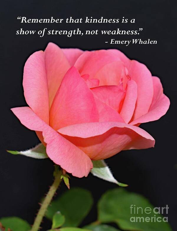 Emery Whalen Art Print featuring the photograph Strength - Rose by Cindy Treger