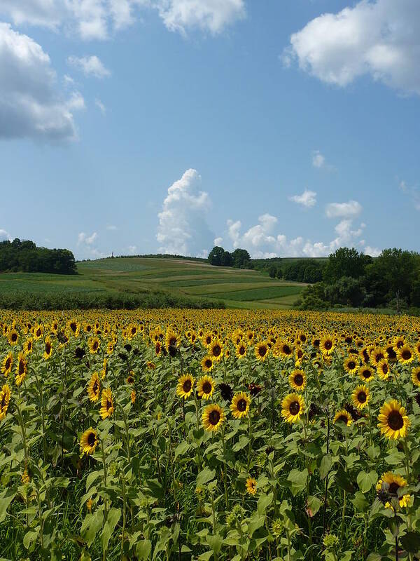 Sunflower Art Print featuring the photograph Standing tall in Lyman Orchards by Patricia Caron