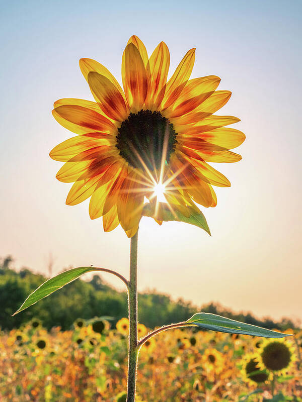 Sunflower Art Print featuring the photograph Sunflower Sunburst by Framing Places