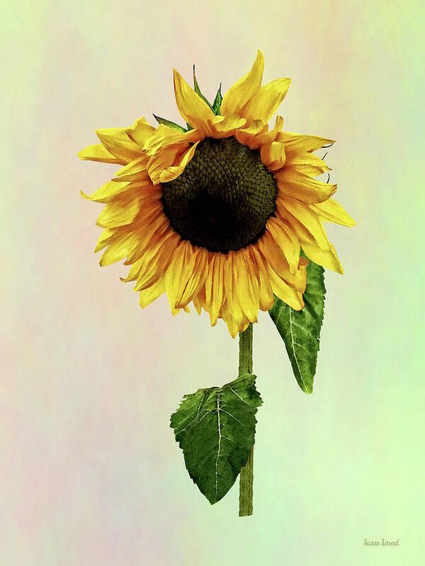 Sunflower Art Print featuring the photograph Sunflower With Peakaboo Bangs by Susan Savad