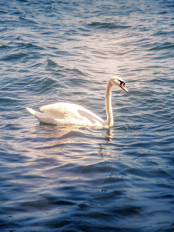 Swan Art Print featuring the photograph Swan by Nicklas Gustafsson