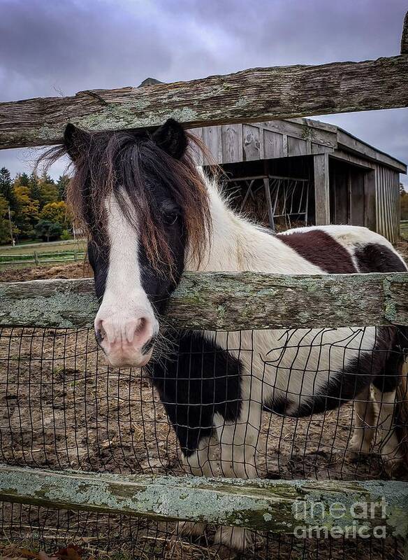 Pony Art Print featuring the photograph Tendercrop Pony by Mary Capriole