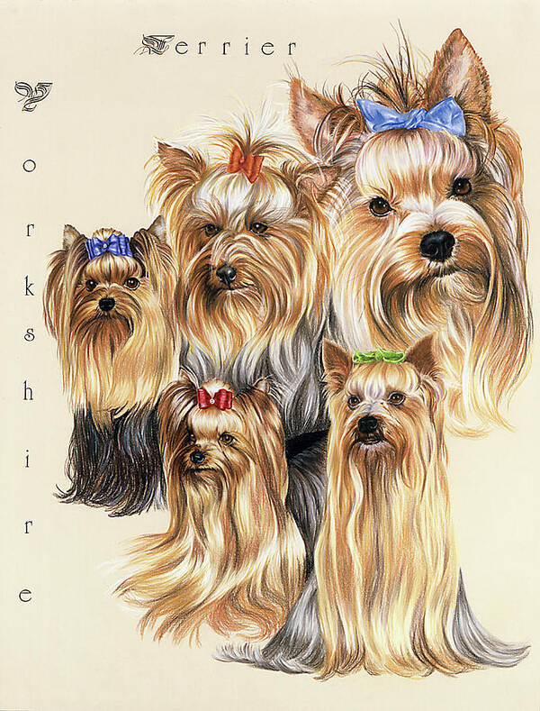 Yorkshire Terrier Dog Art Print featuring the painting Terrier by Barbara Keith