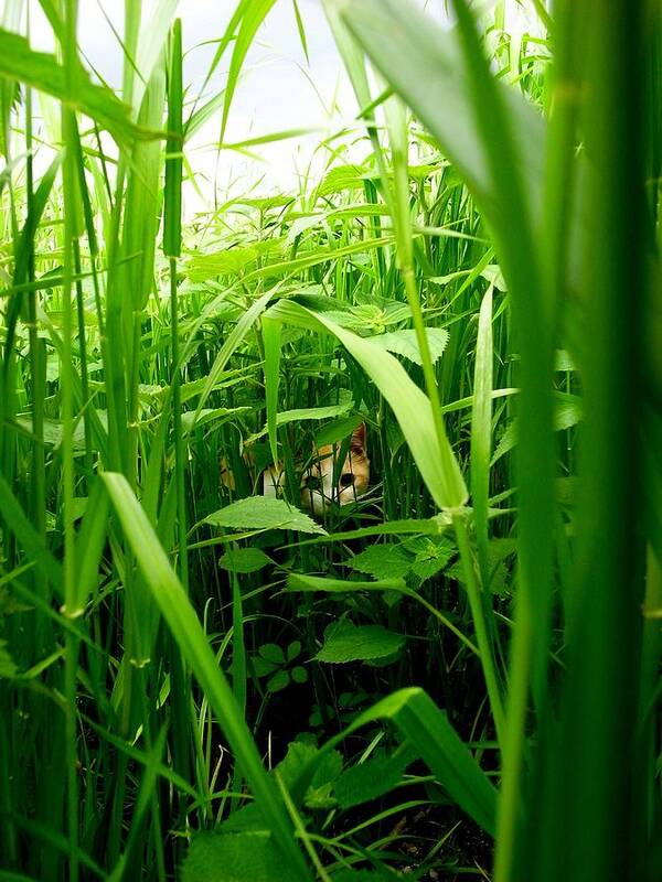 Hiding Art Print featuring the photograph The Cat In A Grassy Place by Photographer, Loves Art, Lives In Kyoto