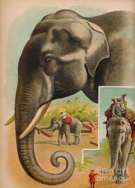 Animal Themes Art Print featuring the drawing The Elephant Circa 1900 by Print Collector