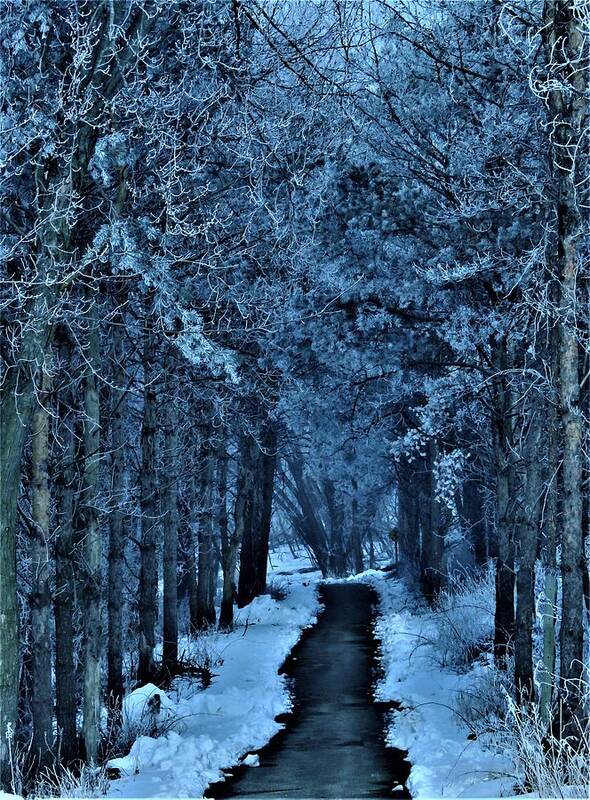 Woods Art Print featuring the photograph The Frosted Woods by Lori Frisch