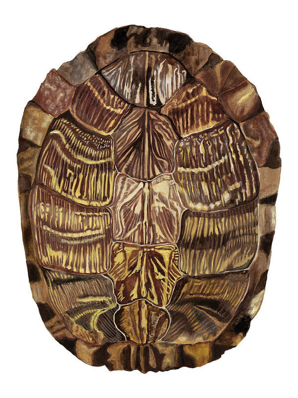 Animals Art Print featuring the painting Tortoise Shell Detail I by Naomi Mccavitt