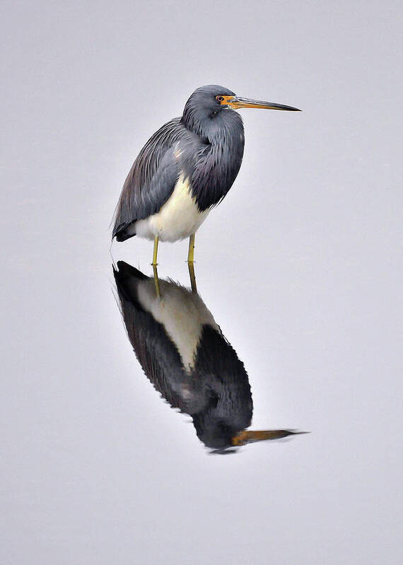 Standing Water Art Print featuring the photograph Tri-color Heron by Photo By Ladora Sims