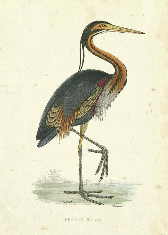 Animals Art Print featuring the painting Vintage Purple Heron by Morris