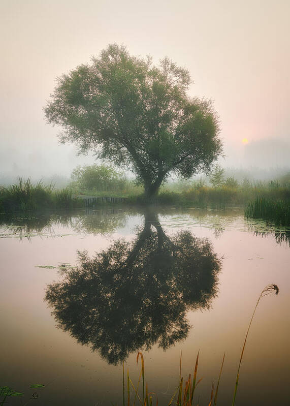 Tree Art Print featuring the photograph Waiting For Autumn by Pawel Kado