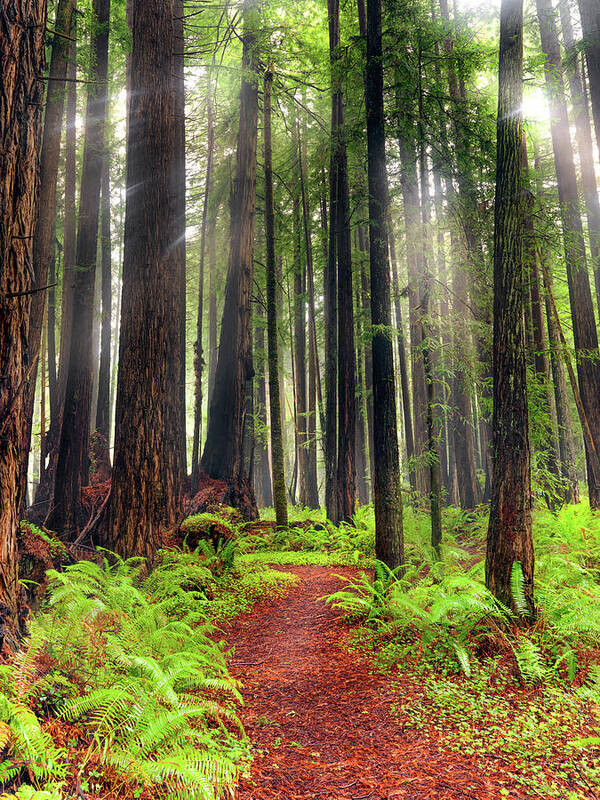 Beautiful Art Print featuring the photograph Walk in the Woods by Leland D Howard