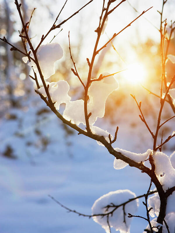 Scenics Art Print featuring the photograph Warm Winter Sun by Sykkel