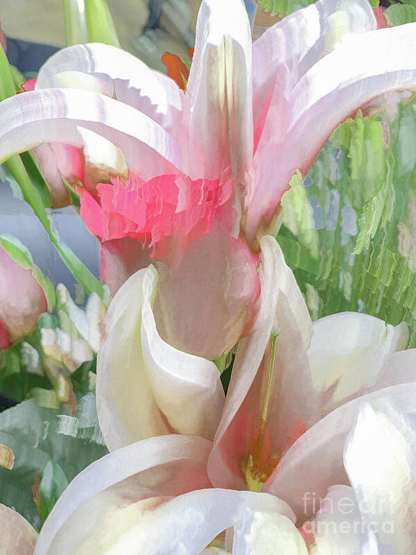 Abstract Art Print featuring the photograph White and pink flowers in pastel by Phillip Rubino