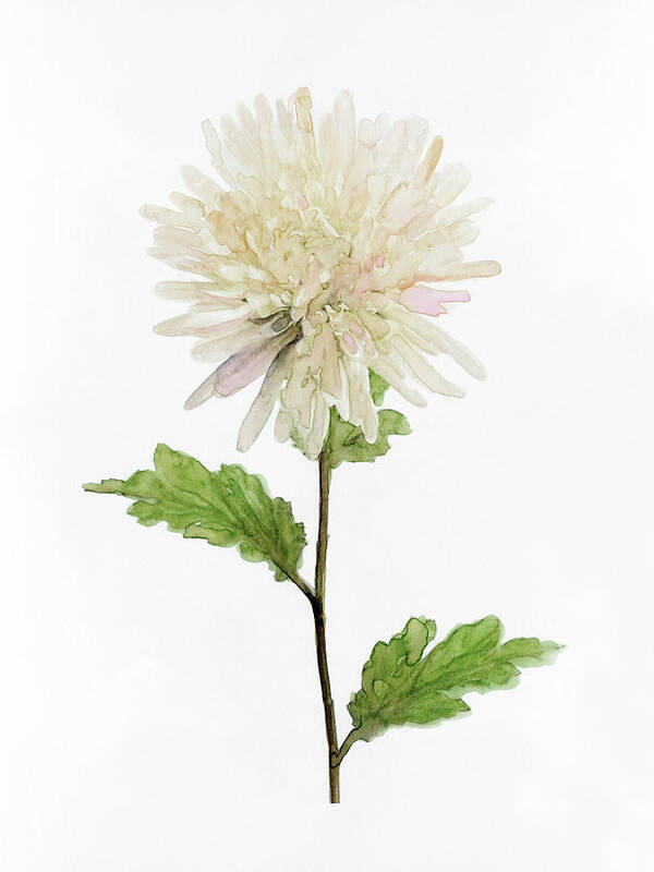 Botanical & Floral Art Print featuring the painting White Blossom Iv by Stellar Design Studio