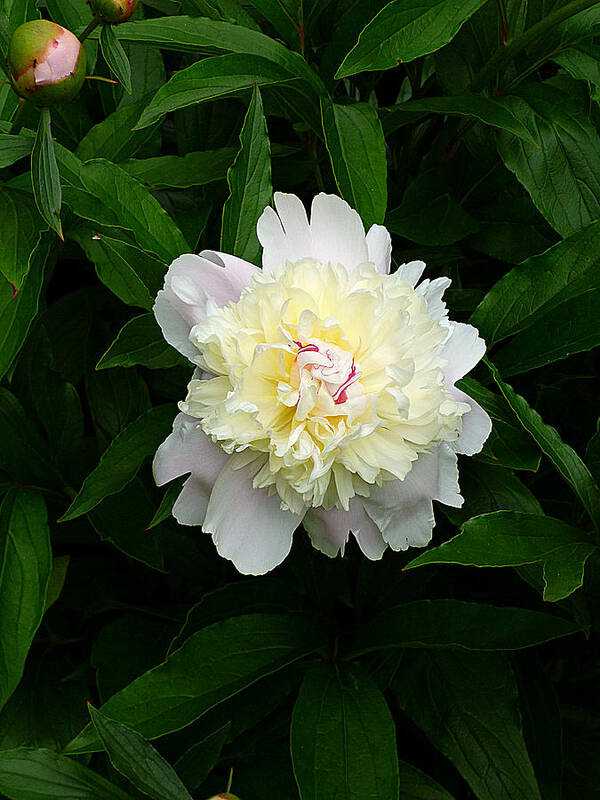 White Peony Art Print featuring the photograph White Peony Solitaire by Mike McBrayer