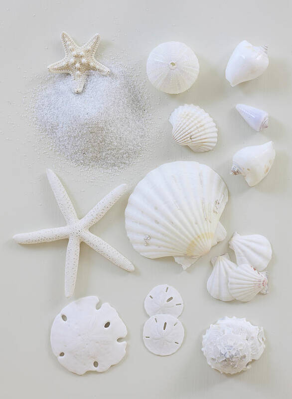 White Background Art Print featuring the photograph White Shells by Daniel Hurst Photography