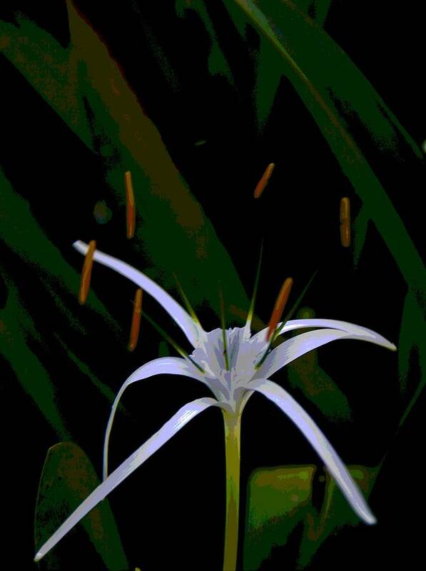 Spider Art Print featuring the photograph White Spider Lily by Philip And Robbie Bracco