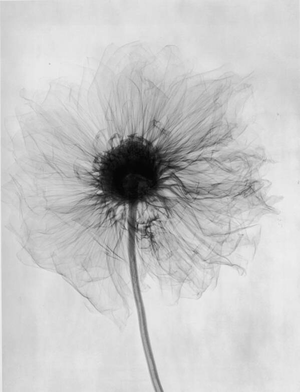 1910-1919 Art Print featuring the photograph X-ray Dahlia by Edward Charles Le Grice