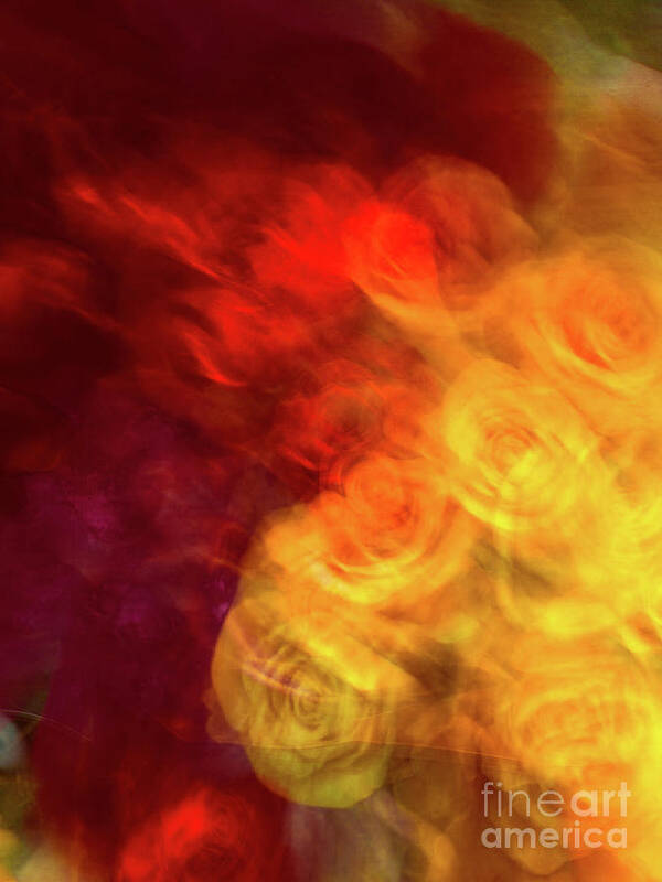 Abstract Art Print featuring the photograph Yellow and orange rose abstract by Phillip Rubino