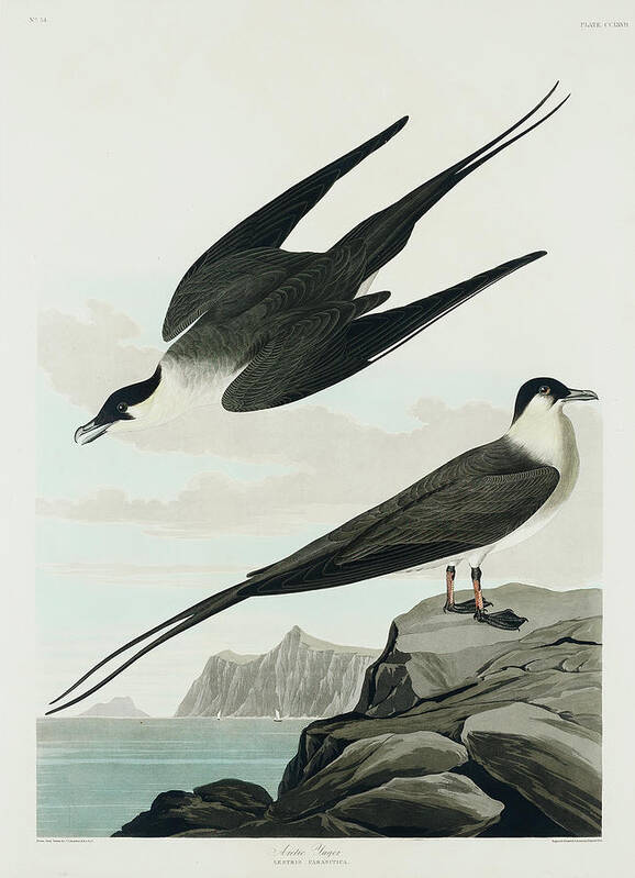 Audubon Birds Art Print featuring the drawing Arctic Yager #1 by John James Audubon