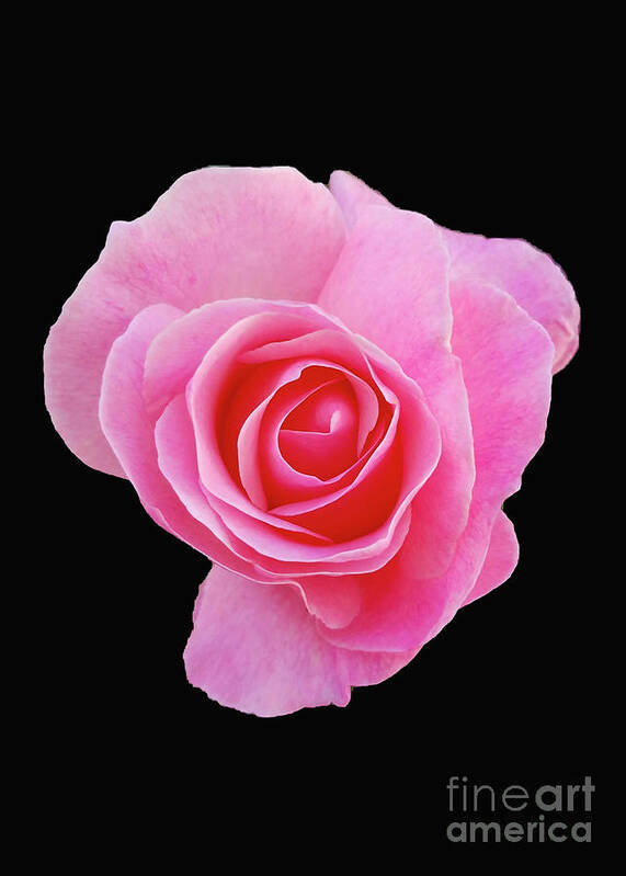 Rose Art Print featuring the photograph Pinky #1 by Carol Eliassen