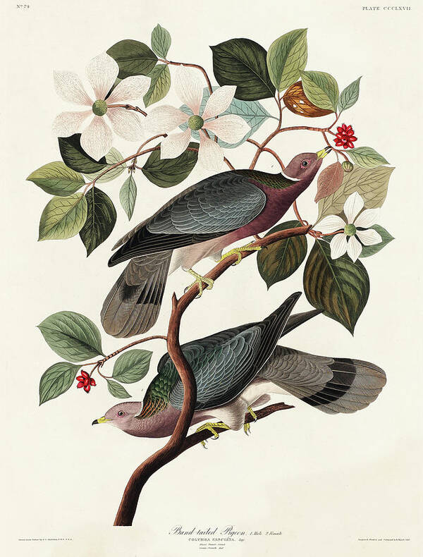 Audubon Birds Art Print featuring the drawing Band-tailed Pigeon #2 by John James Audubon
