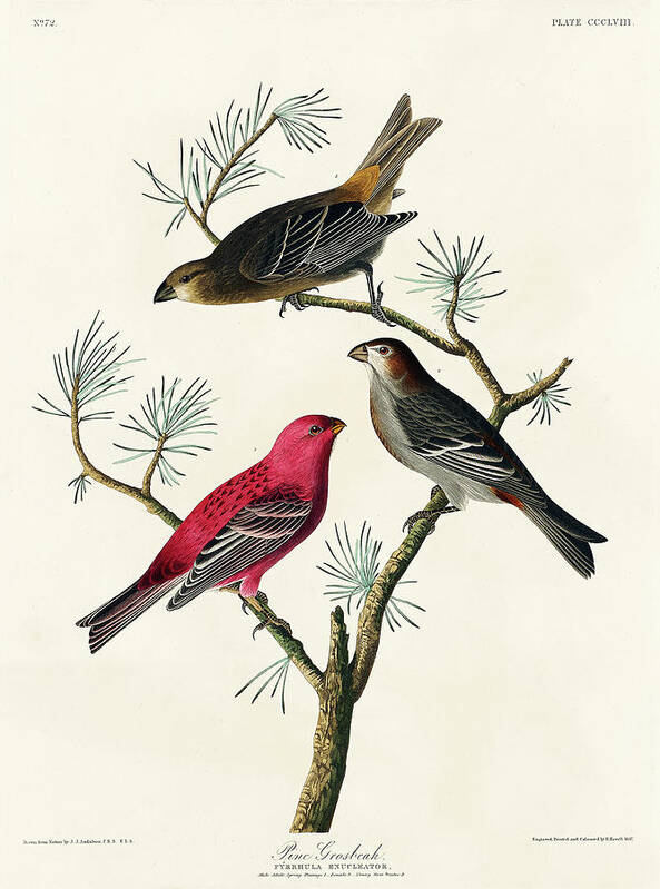 Audubon Birds Art Print featuring the drawing Pine Grosbeak #2 by John James Audubon