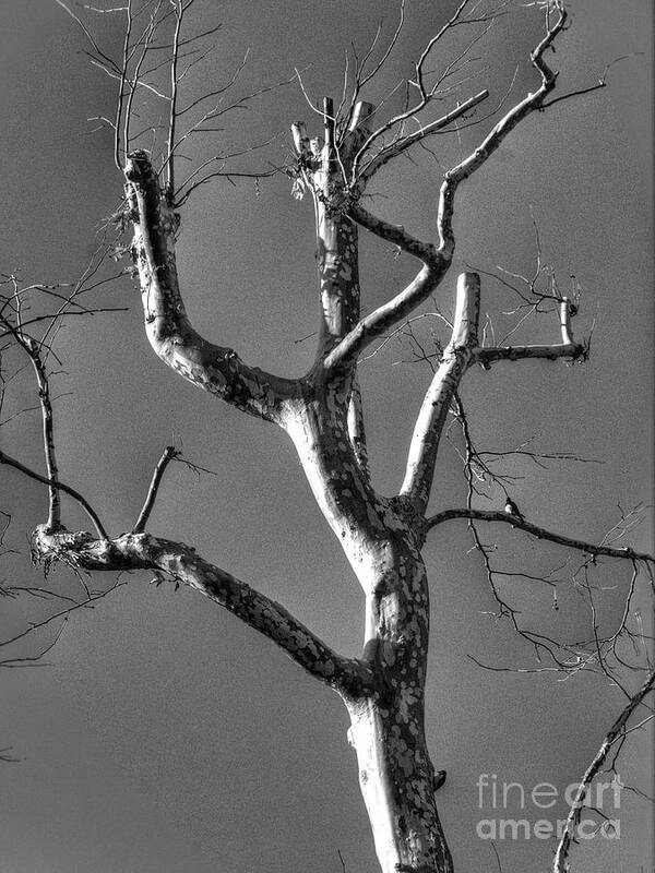 Tree Art Print featuring the photograph Tree #2 by Marc Bittan