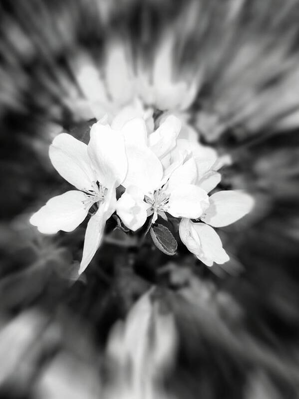2021 Art Print featuring the photograph 2021 Black and White Apple Blossom Zoom Blur Photograph by Delynn Addams