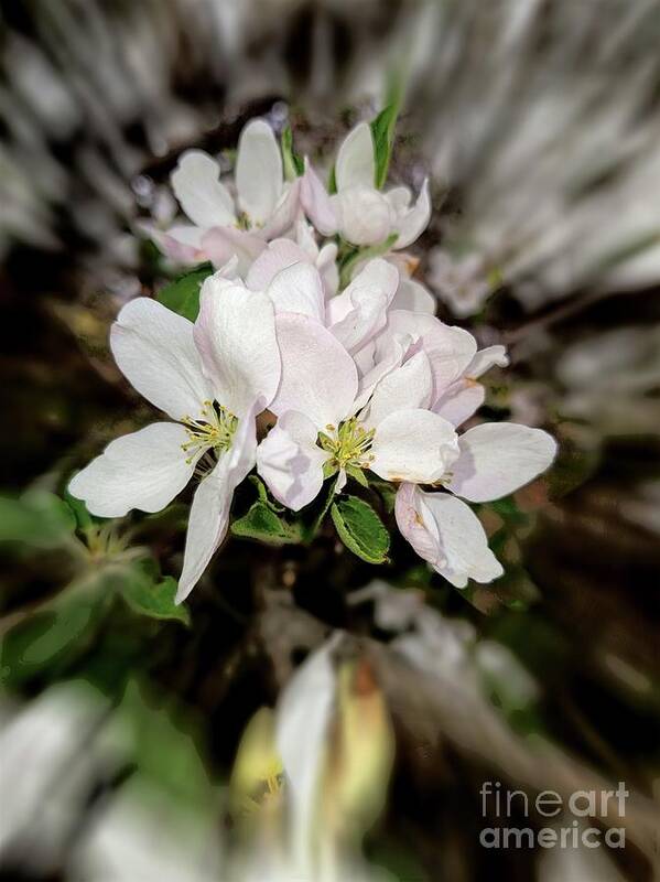 2021 Art Print featuring the photograph 2021 White Apple Blossom Zoom Blur Photograph by Delynn Addams