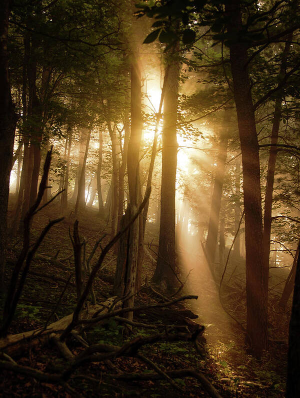 Forest Art Print featuring the photograph A Guiding Light by Tricia Louque