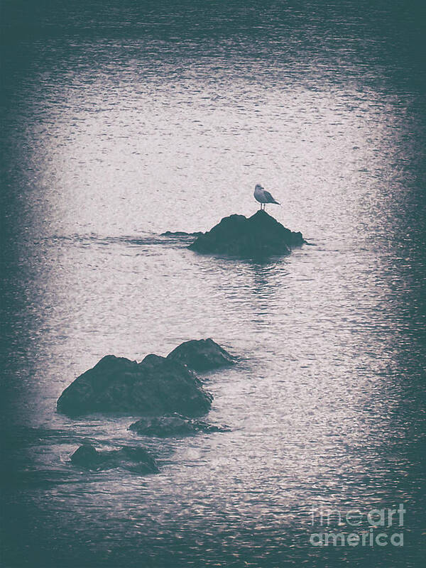 Vintage Art Print featuring the photograph A Seagull Rests by Phil Perkins