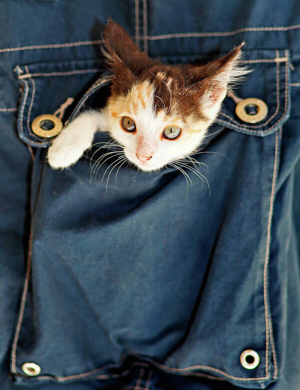 Cat Art Print featuring the photograph A small kitty inside a pocket by Constantinos Iliopoulos