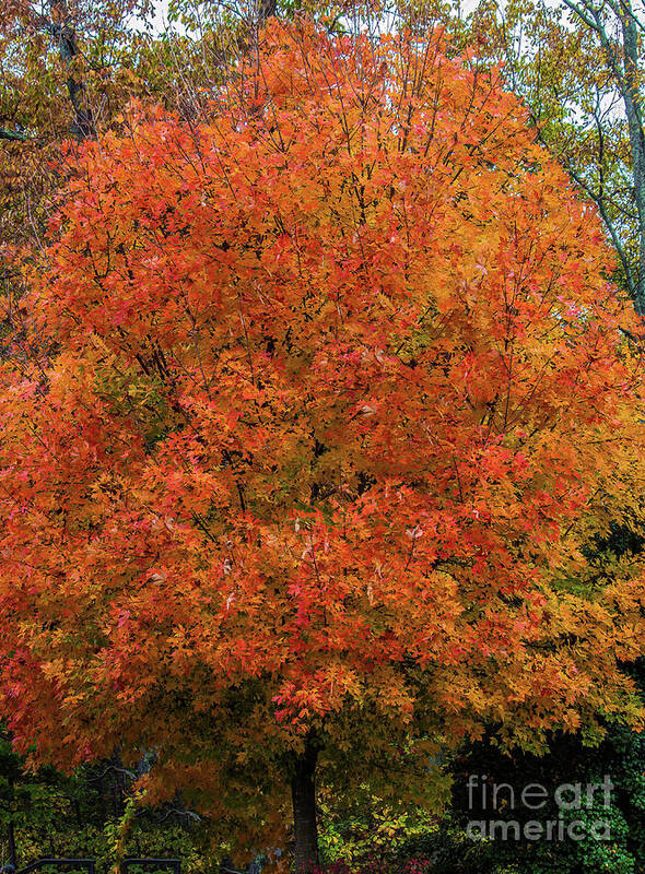 Tree Art Print featuring the photograph A Tinge of Red Fall Tree by Roberta Byram