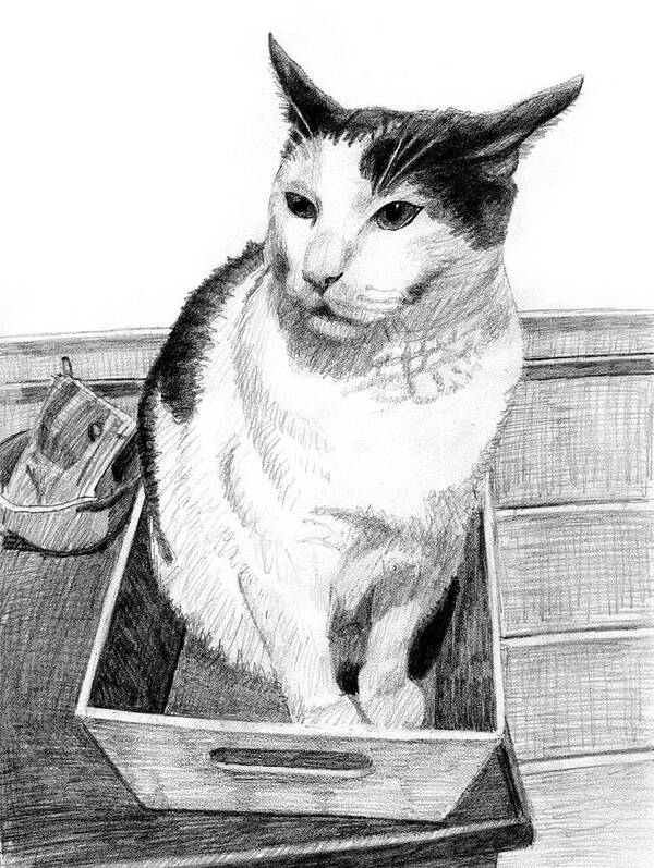 Cat Art Print featuring the drawing A tuxedo cat in a small box on a table by Tim Murphy