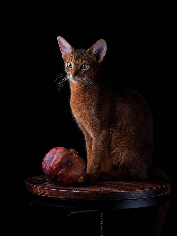 Abyssinian Cat Art Print featuring the photograph Abyssinian Cat Portrait by Nailia Schwarz