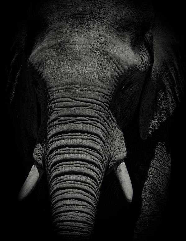 Photo Art Print featuring the photograph African Elephant #1 by Matthew Adelman