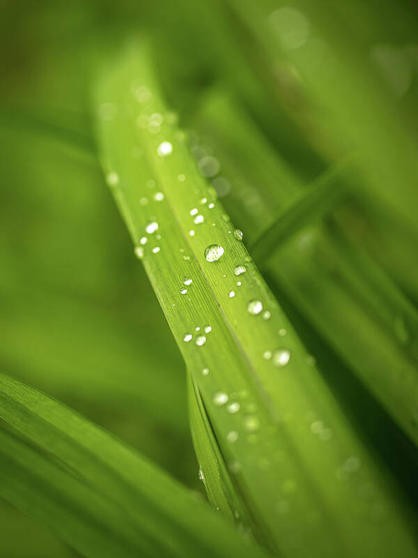 Mombretia Art Print featuring the photograph After the rain by Average Images