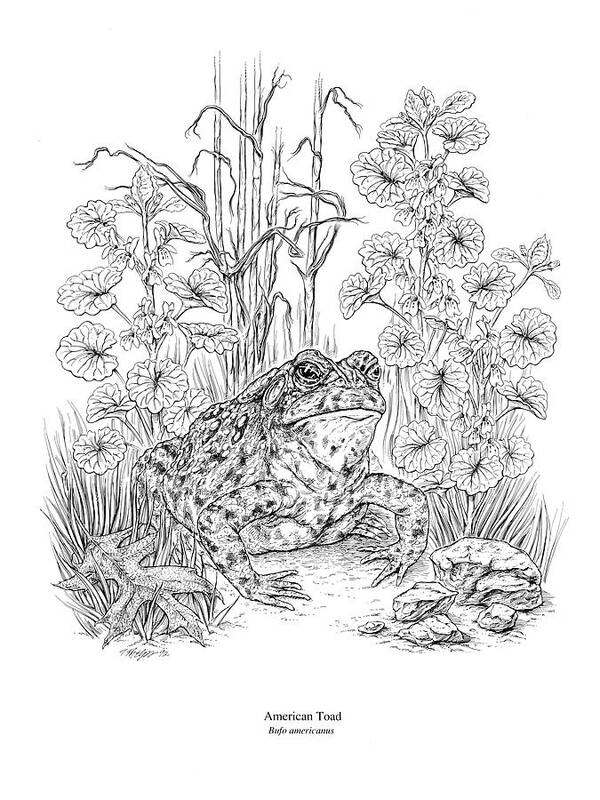 Toad Art Print featuring the digital art American Toad Pen and Ink by Tim Phelps