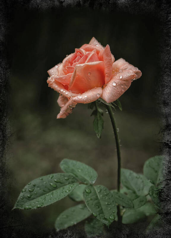 Roses Art Print featuring the photograph Arizona Sunset Rose II by Elaine Malott