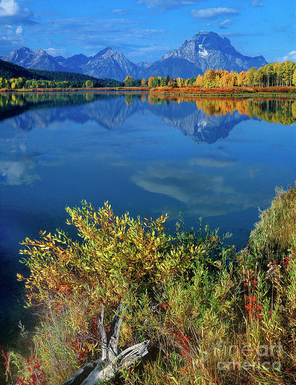 Dave Welling Art Print featuring the photograph Aspens Fall Oxbow Bend Grand Tetons National Park by Dave Welling