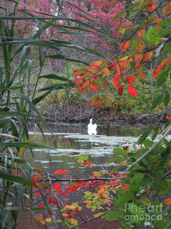 Swan Art Print featuring the photograph Autumn Swan Long Island by Marlene Besso