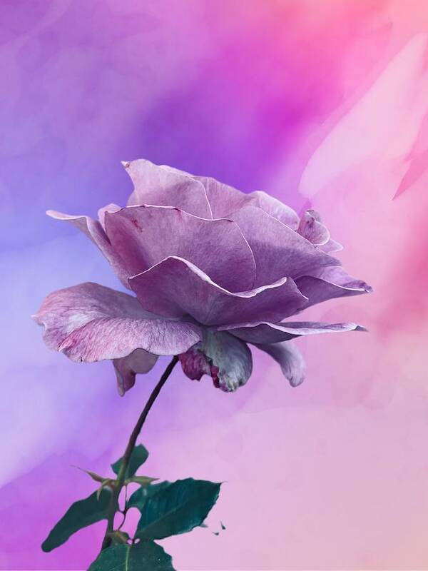 Rose Flower Lavender Blue Pink Green Leaves Art Print featuring the digital art Awesome Lavender Rose by Kathleen Boyles