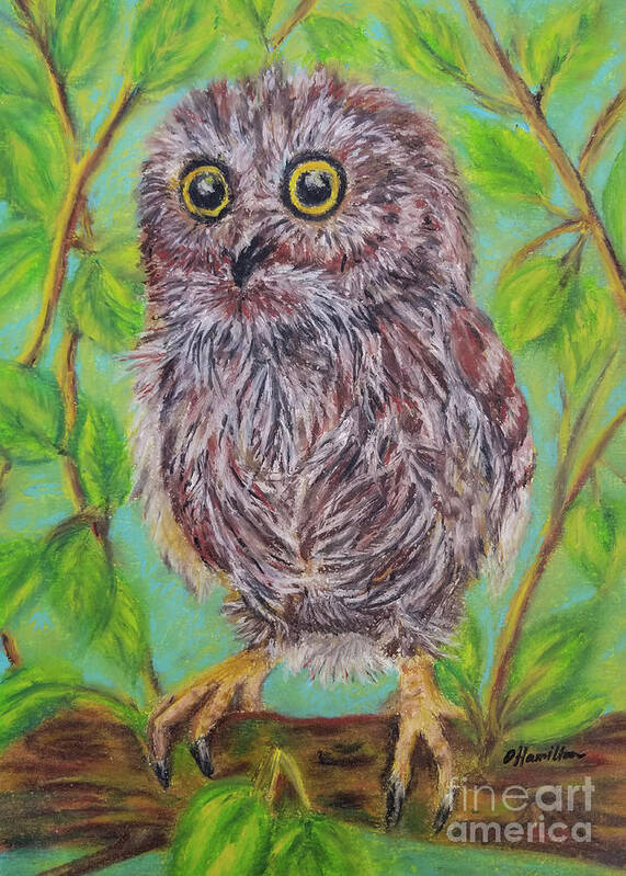 Owl Painting Art Print featuring the pastel Baby Owl by Olga Hamilton